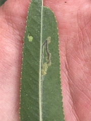 Stigmella salicis