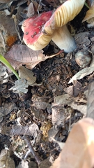 Russula cremoricolor