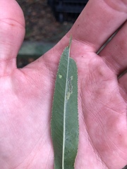 Stigmella salicis