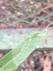 Stigmella salicis