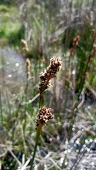 Machaerina rubiginosa