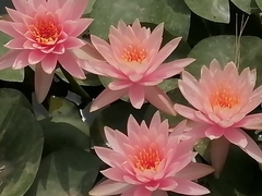 Nymphaea × marliacea