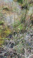 Machaerina rubiginosa