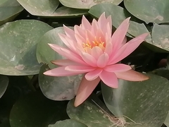 Nymphaea × marliacea