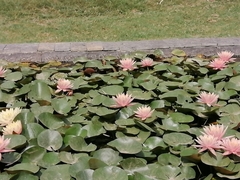 Nymphaea × marliacea