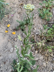 Pseudognaphalium