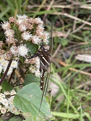 Adversaeschna brevistyla