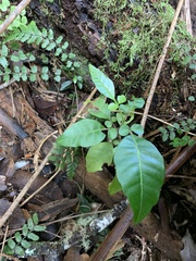 Dysoxylum spectabile