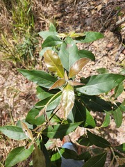 Lophostemon confertus