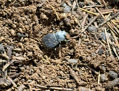 Tenebrionidae
