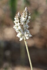 Froelichia floridana