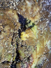 Buccinoidea