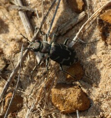 Cicindela tranquebarica