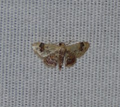 Idaea asceta
