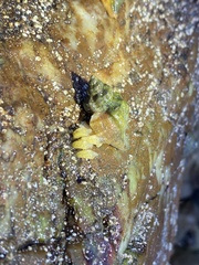 Buccinoidea