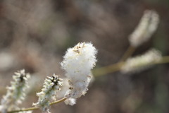 Froelichia floridana