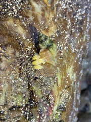 Buccinoidea