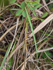Scleria novae-hollandiae