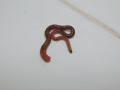 Oligochaeta
