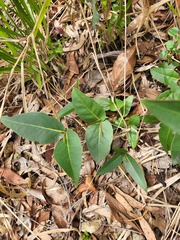 Eucalyptus acmenoides