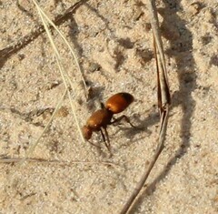 Dasymutilla bioculata