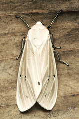 Creatonotos transiens