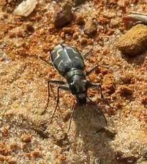 Cicindela tranquebarica