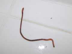 Oligochaeta
