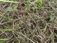 Scleria novae-hollandiae