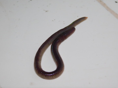 Oligochaeta