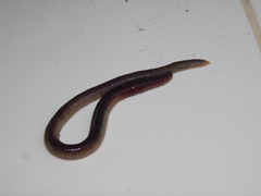 Oligochaeta