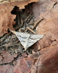 Digrammia continuata