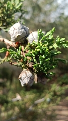 Cupressus lusitanica