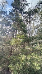 Cupressus lusitanica