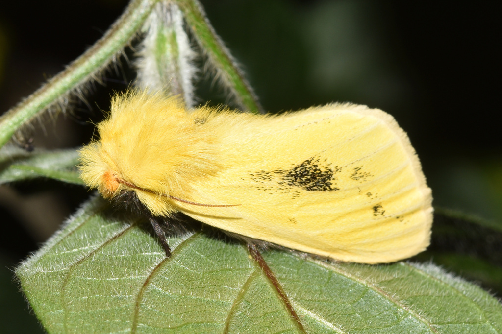 Antheua tricolor