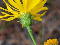 Chrysopsidinae