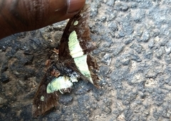 Polyura bharata