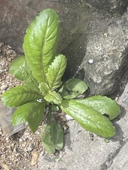 Gynura divaricata