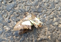 Polyura bharata