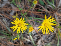 Chrysopsidinae