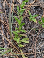 Chrysopsidinae