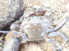 Charybdis japonica