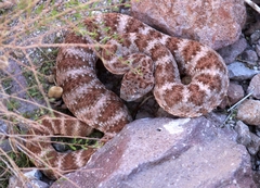 Crotalus pyrrhus