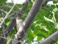 Muscicapidae