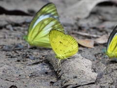 Eurema andersoni