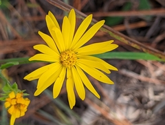 Chrysopsidinae