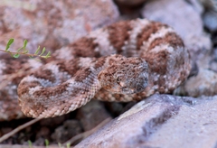 Crotalus pyrrhus