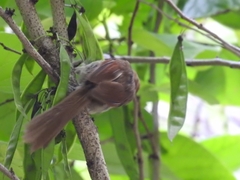 Sinosuthora webbiana