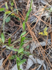 Chrysopsidinae