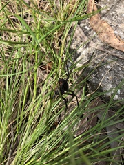 Latrodectus hasselti